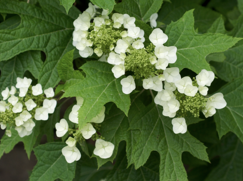 Hydrangea q. &#39;Oakleaf&#39;