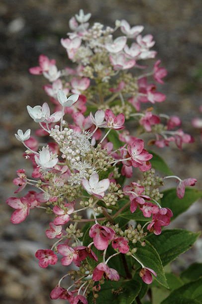 Hydrangea pan. &#39;Tickled Pink&#39; 
