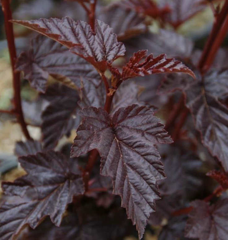 Physocarpus o. &#39;Burgundy Candy&#39; 