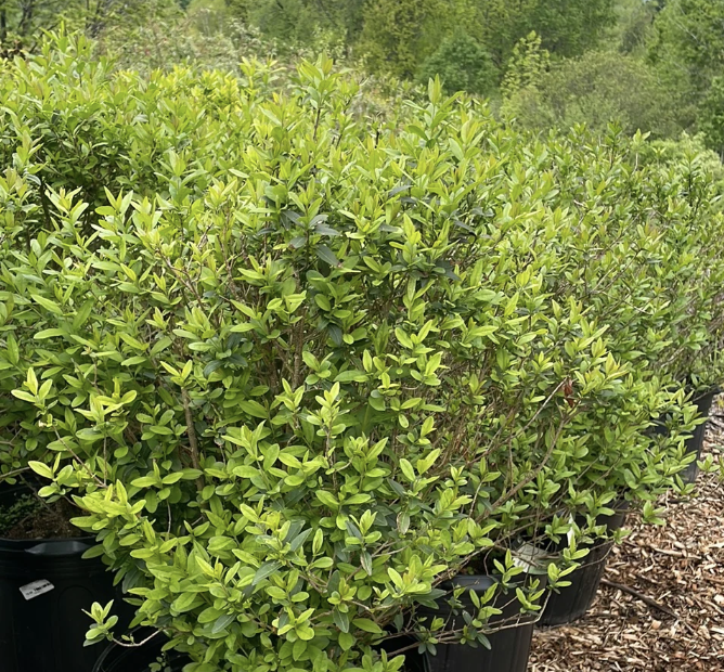 Ligustrum v. &#39;Lodense&#39; 