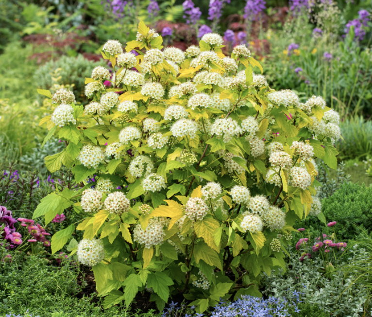 Physocarpus o. &#39;Darts Gold&#39; 