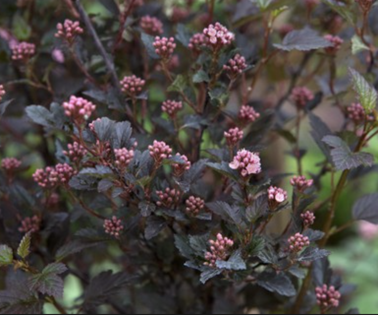 Physocarpus o. 'Little Devil'