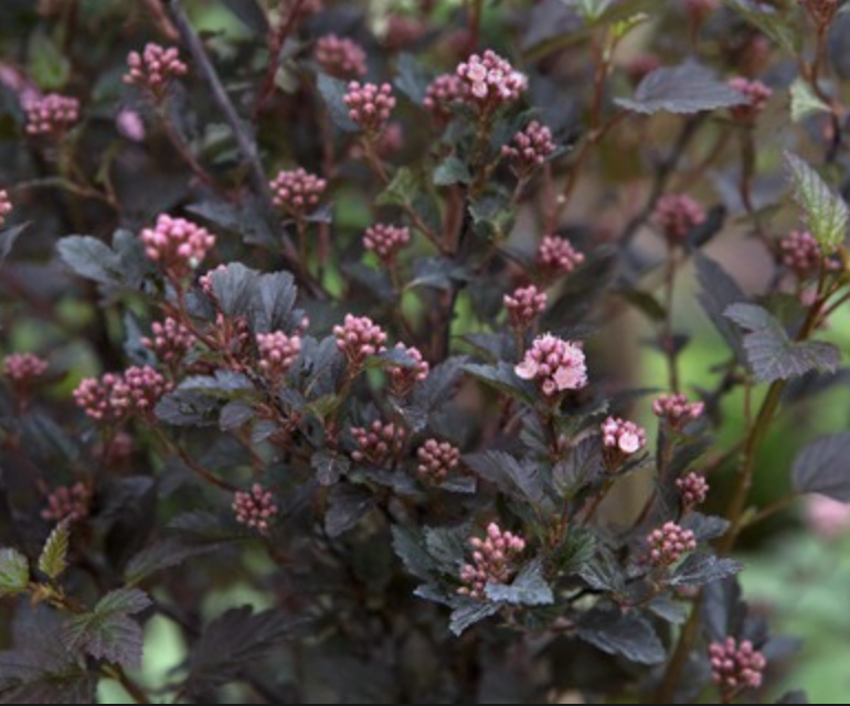 Physocarpus o. &#39;Little Devil&#39; 