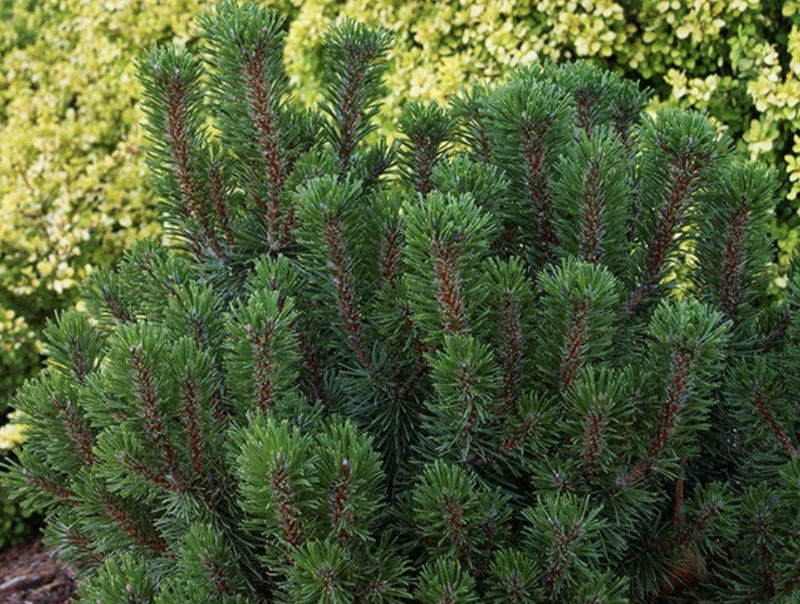 Pinus mugo &#39;Slowmound&#39;
