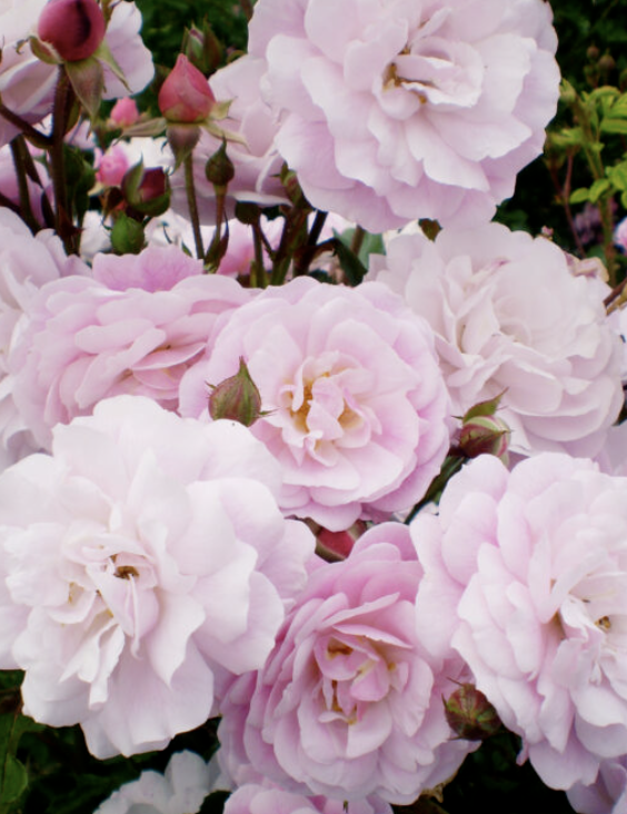 Rosa &#39;Head over Heels&#39;