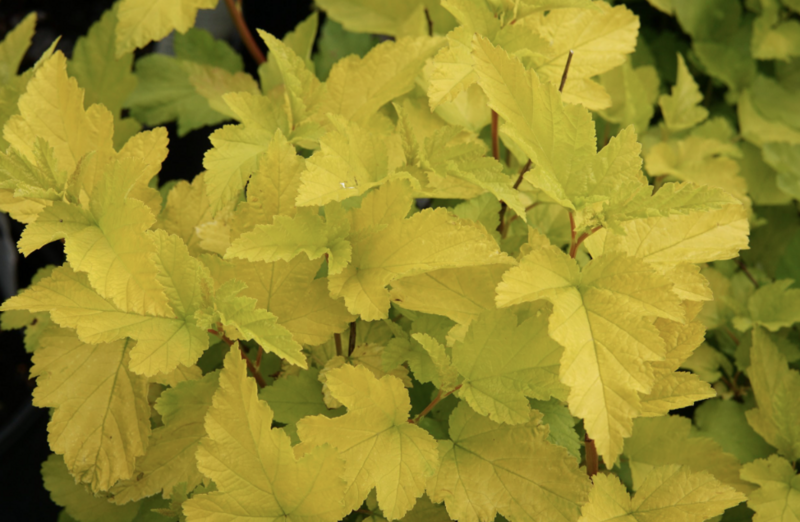 Physocarpus op. &#39;Lemon Candy&#39;