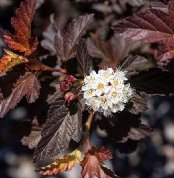 Physocarpus op. &#39;Spicy Devil&#39;