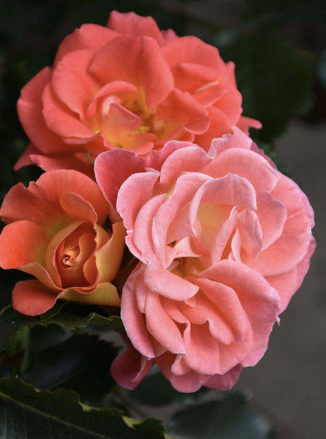 Rosa &#39;Coral Cove&#39;