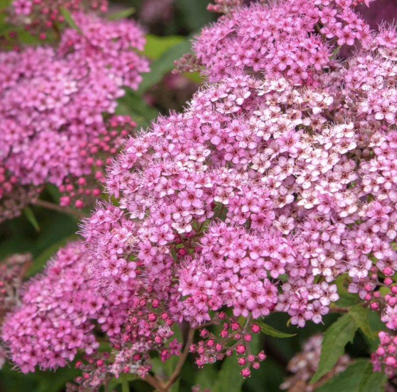 Spiraea j. &#39;Neon Flash&#39;