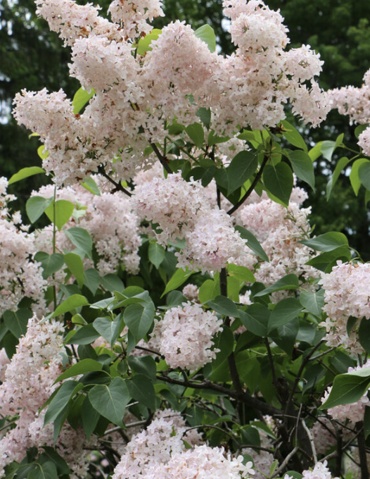 Syringa v. &#39;Beauty of Moscow&#39;