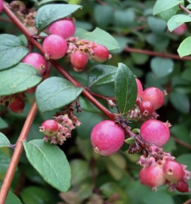 Symphoricarpos x c. 'Hancock Chenault'