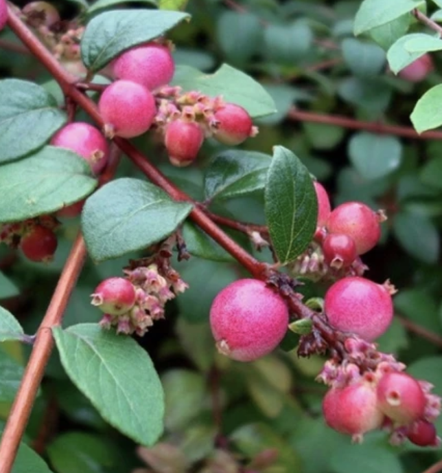 Symphoricarpos x c. &#39;Hancock Chenault&#39;