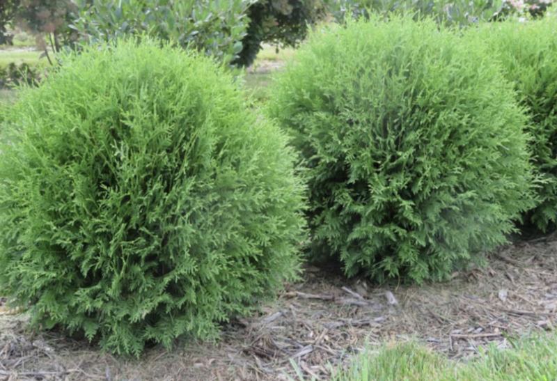 Thuja o. &#39;Planet Earth&#39;
