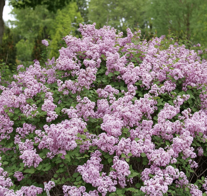 Syringa x &#39;Bloomerang&#39; 
