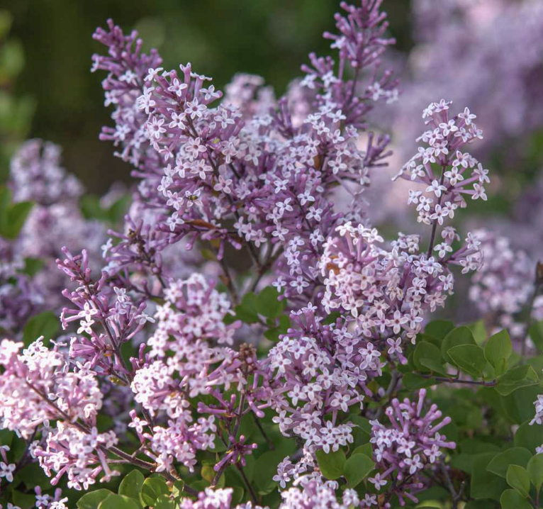 Syringa p. &#39;Miss Kim&#39; 