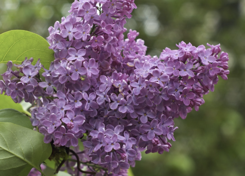 Syringa v. &#39;Purple&#39;