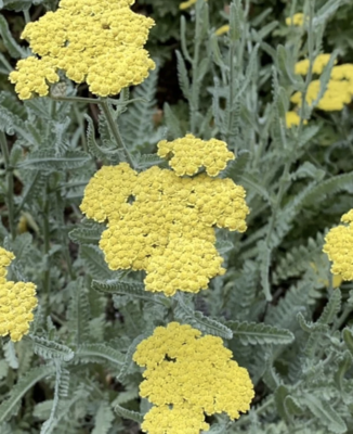 Achillea x 'Moonshine' #1