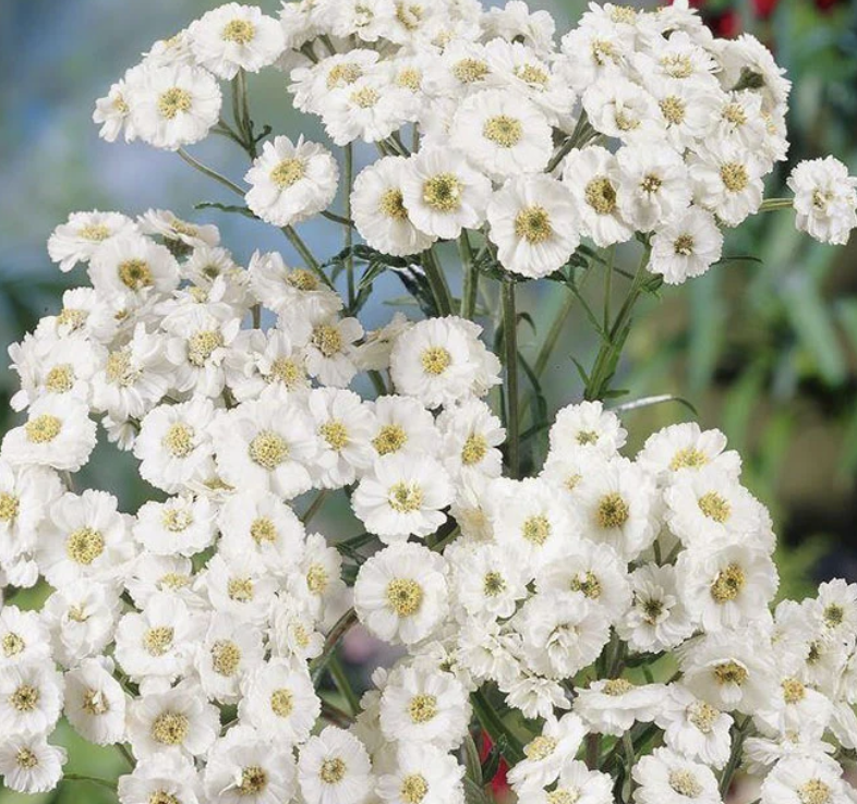 Achillea ptarmica &#39;Double Diamond&#39; #1