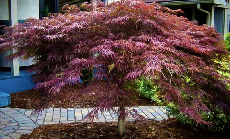 Acer p. d. &#39;Inaba Shidare&#39;