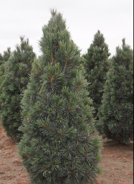 Pinus f. 'Vanderwolf'