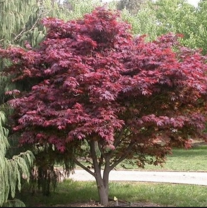 Acer palm. &#39;Emperor 1&#39;