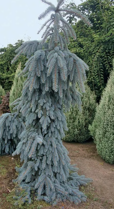Picea p. &#39;The Blues&#39; 