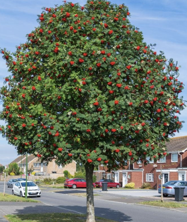 Sorbus a. &#39;Mountain Ash&#39;
