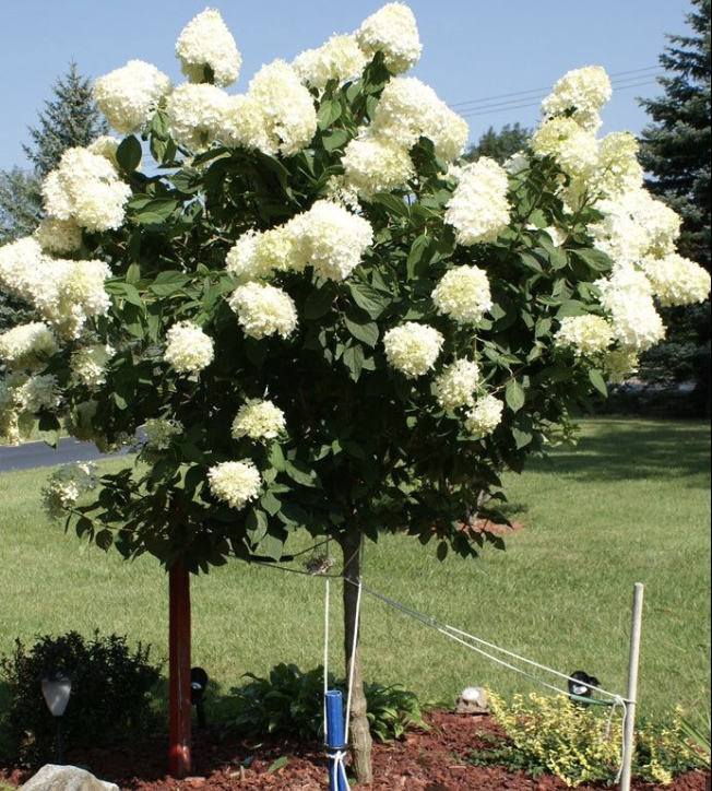 Hydrangea pan Limelight-TREE #15