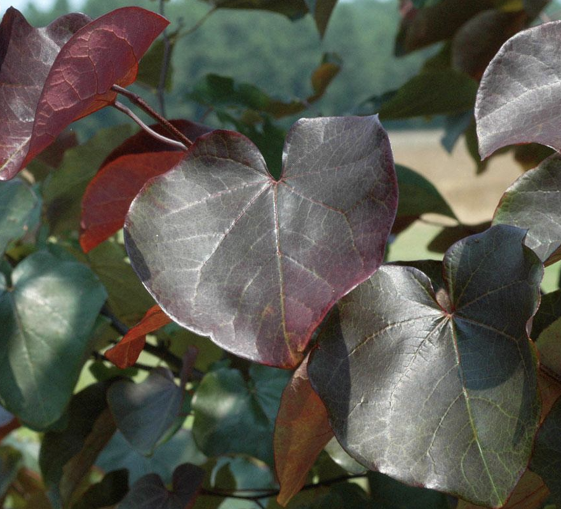 Cercis c. &#39;Merlot&#39;