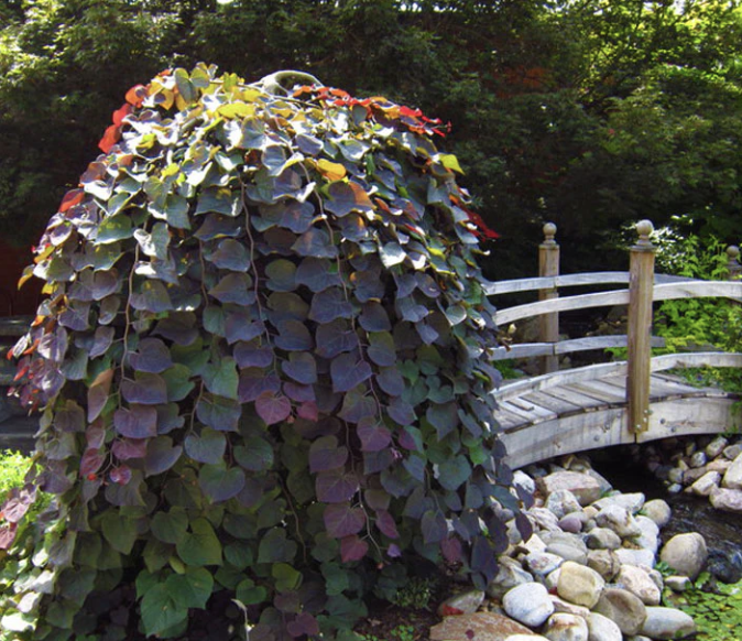 Cercis c. &#39;Ruby Falls&#39;