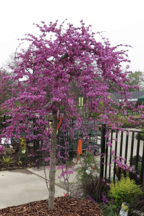 Cercis r. &#39;Traveller&#39;