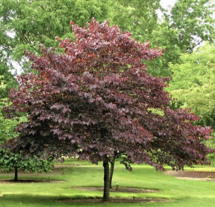 Cercis c. &#39;Forest Pansy&#39;
