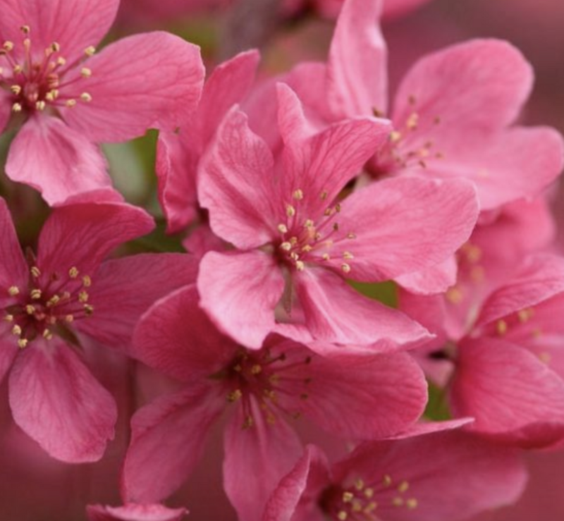 Malus &#39;Prairie Fire&#39;