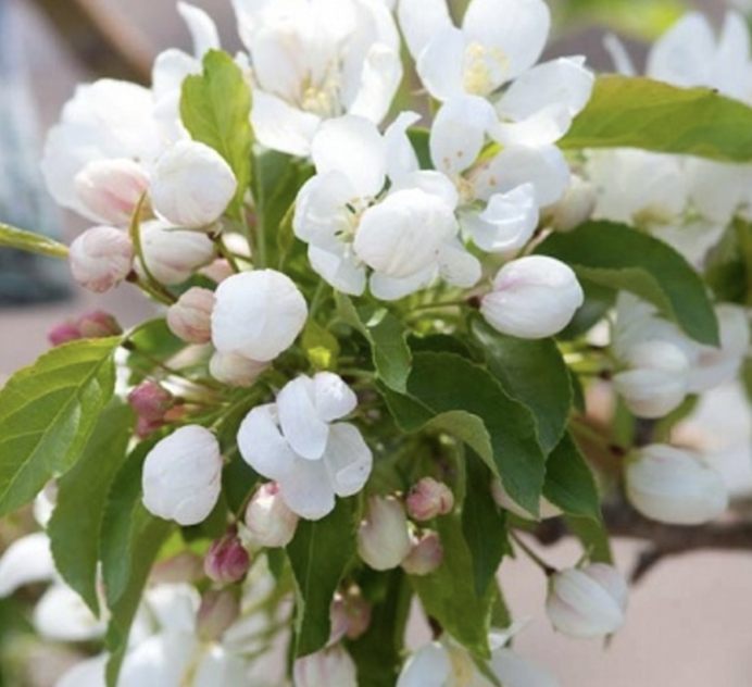Malus &#39;Spring Snow&#39;