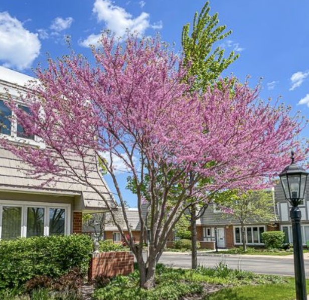 Cercis c. &#39;Eastern Redbud&#39; M/S