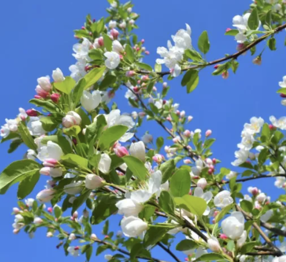 Malus &#39;Donald Wyman&#39;