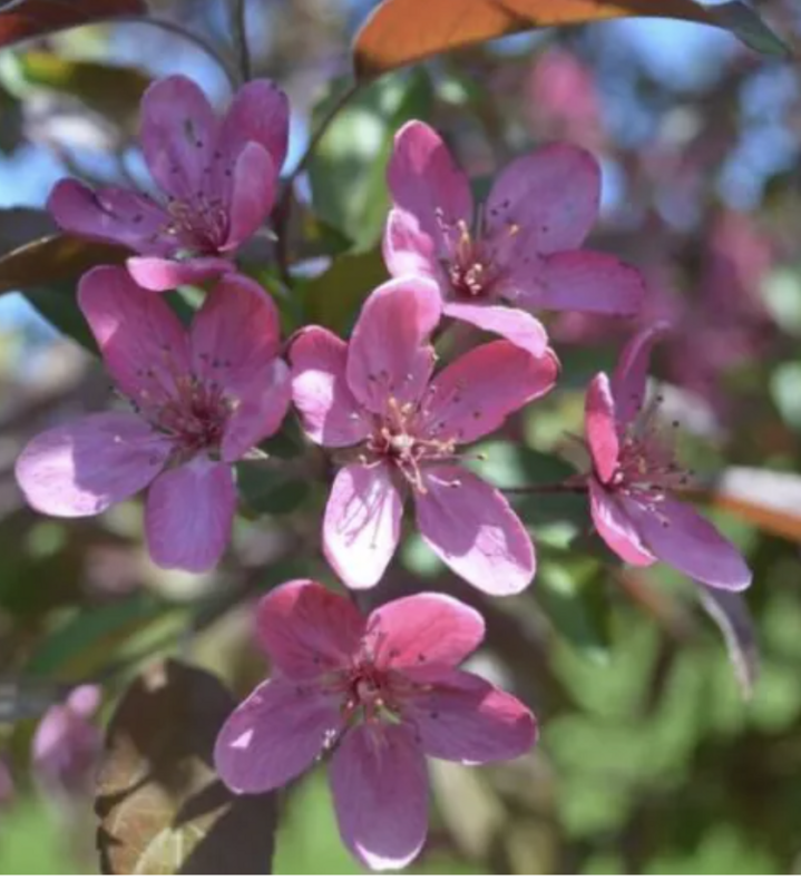 Malus &#39;Purple Prince&#39;