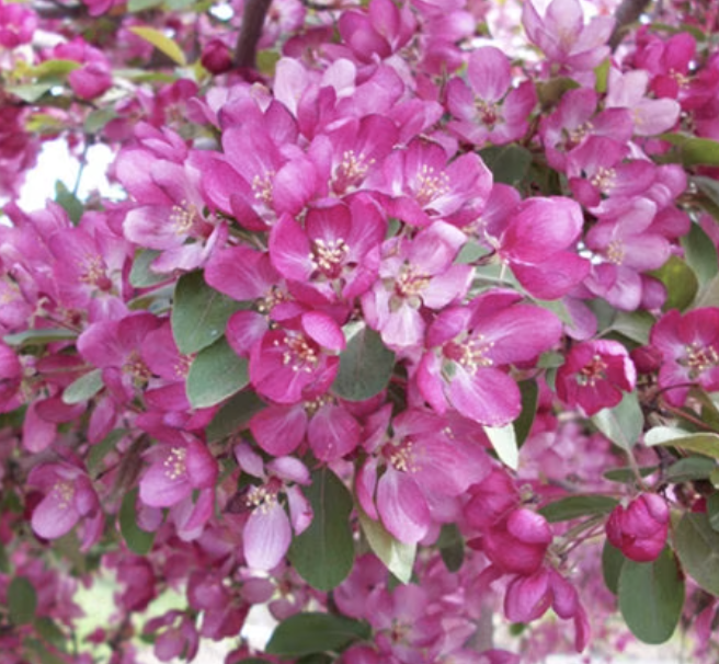 Malus &#39;Indian Summer&#39;