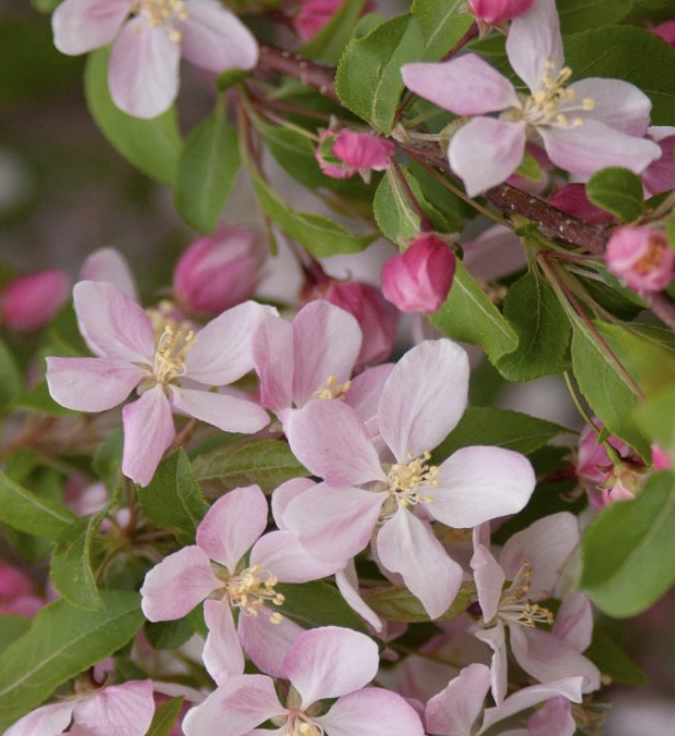 Malus &#39;Louisa&#39;