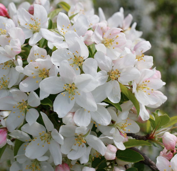 Malus &#39;Sugar Tyme&#39;