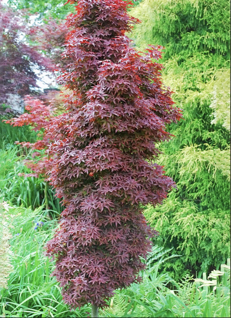 Acer palm. 'Twombly's Red Sentinel'