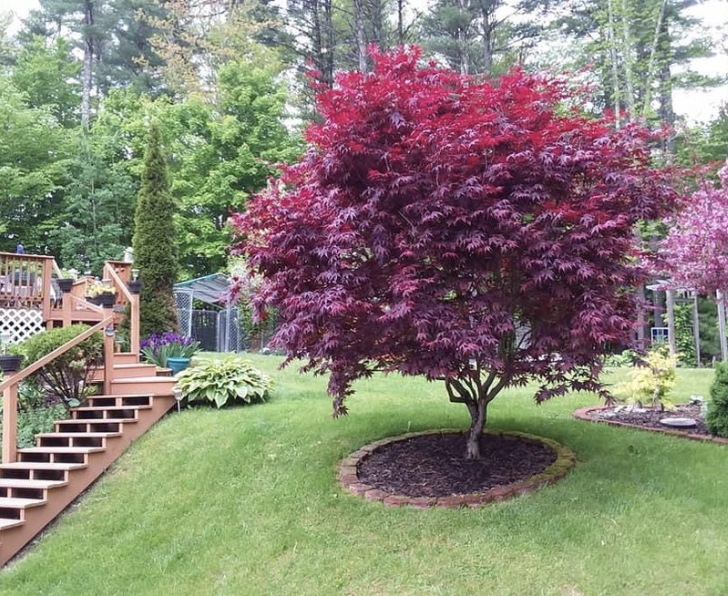 Acer p. &#39;Bloodgood&#39;