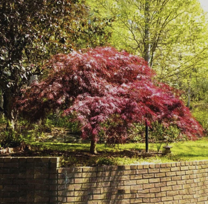 Acer p. d. &#39;Red Dragon&#39;