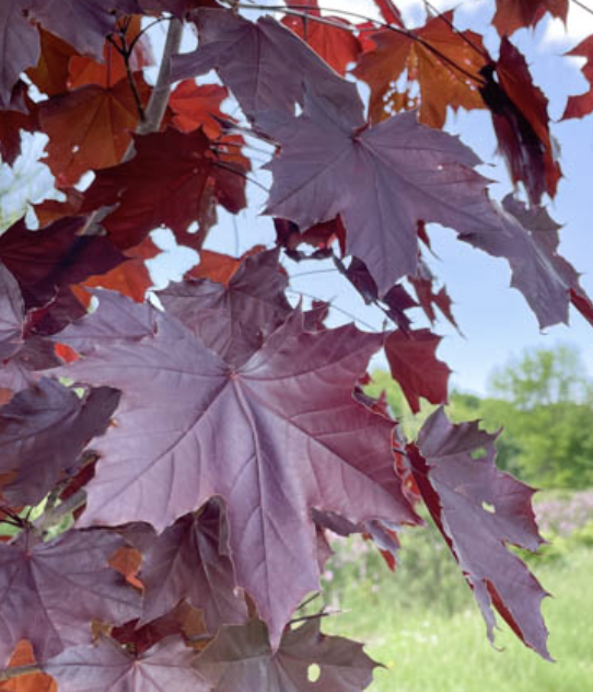 Acer p. &#39;Royal Red&#39;