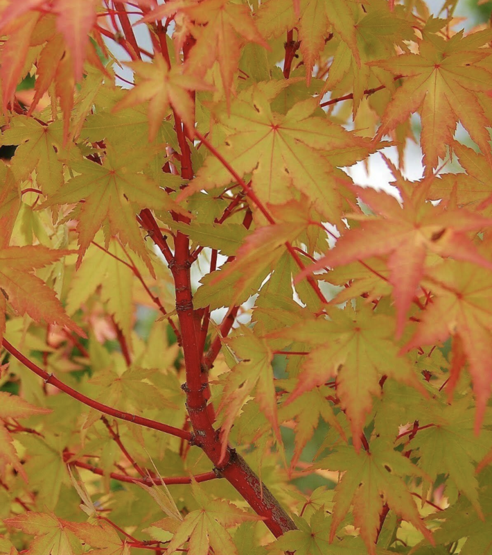 Acer p. &#39;Sango Kaku&#39;