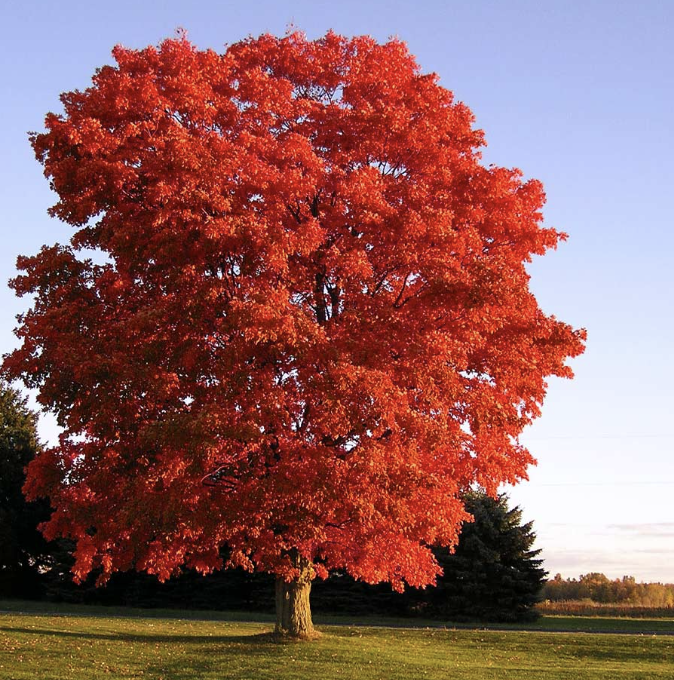 Acer r. &#39;Red Sunset&#39;