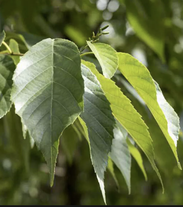 Alnus x s. &#39;Spaeth&#39;s Alder&#39;