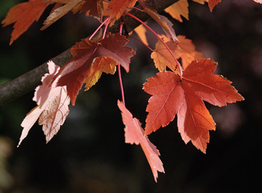 Acer r. &#39;Red Pointe&#39;