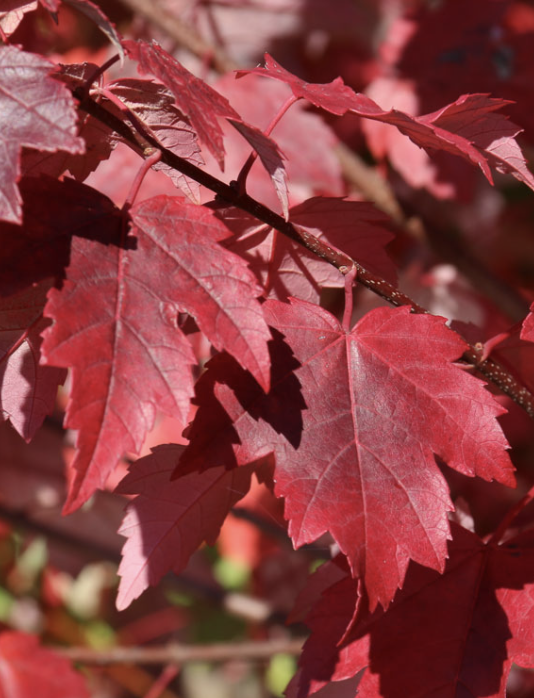 Acer r. &#39;Burgundy Belle&#39;