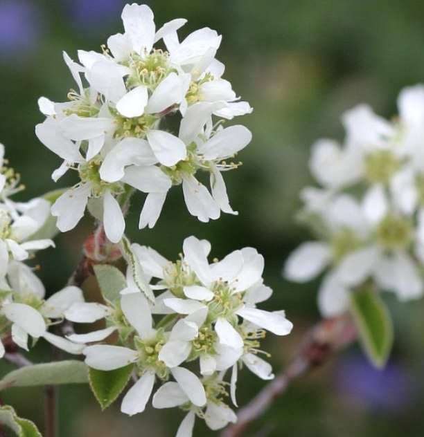 Amelanchier c. &#39;Rainbow Pillar&#39;